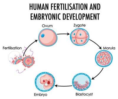 女性卵巢每個月會有 5~12 個原始濾泡發展成初級濾泡；然而，通常只會有 1 個初級濾泡發育為成熟濾泡並排出卵子，但偶爾可能會釋出 2 個卵子
