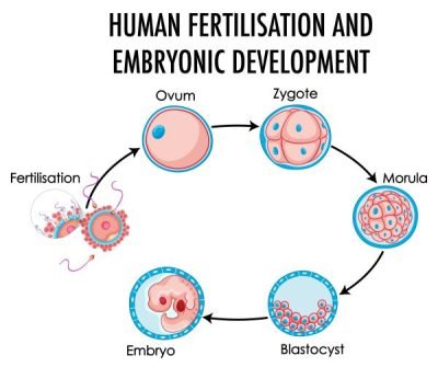 The relationship between eggs and menstruation:Every month, a woman’s ovaries develop about 5 to 12 primordial follicles into primary follicles. Typically, only one of these will mature and release an egg during ovulation, though sometimes two eggs may be released.